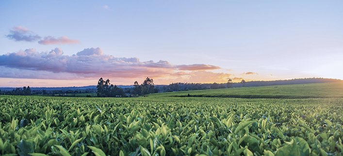 Campos de tabaco Cuban Heritage Selected Cigars